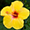 Huapala Logo